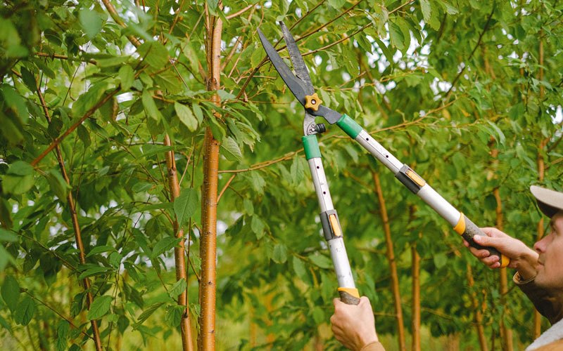 Tree trimming in Almont, ND