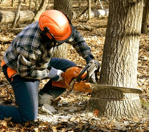 Tree Removal in Almont, ND